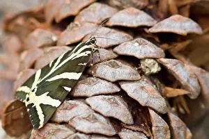 Quadripunctaria: Jersey Tiger perched on pine cone