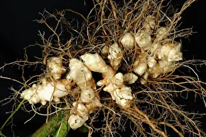 Root: Jerusalem artichoke
