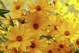 Artichoke: Jerusalem Artichoke Flowers
