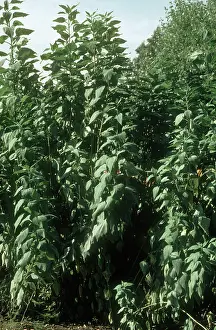 Artichoke: Jerusalem Artichoke Plants