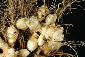Root: Jerusalem artichoke root