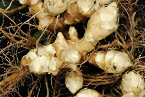 Root: Jerusalem artichoke root