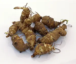 Artichoke: Jerusalem Artichoke Tubers