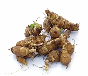 Artichoke: Jerusalem Artichoke Tubers