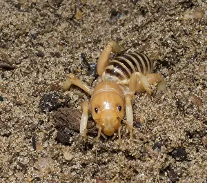 Potato: Jerusalem Cricket