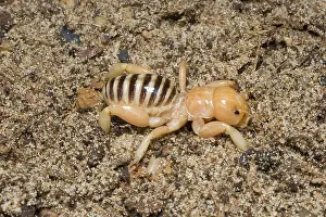 Potato: Jerusalem Cricket