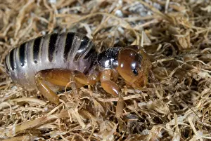 Orthopteran: Jerusalem Cricket or Potato Bug