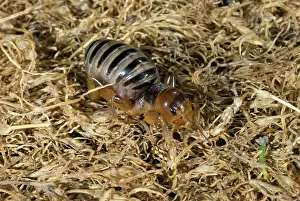 Orthopteran: Jerusalem Cricket or Potato Bug