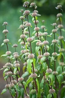 Sage: Jerusalem sage, Phlomis turberosa Amazone, Side