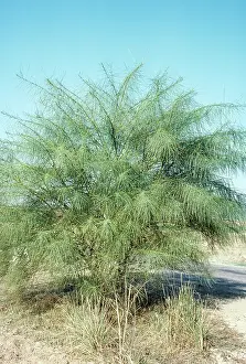 Parkinsonia: Jerusalem Thorn