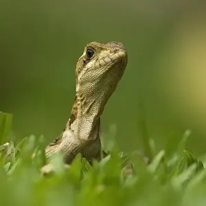 Vittatus: Jesus Christ Lizard (Basiliscus vittatus) portr