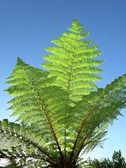 Friel: Jet Park Hotel has plantings of giant ferns
