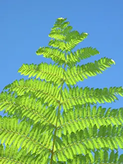 Friel: Jet Park Hotel has plantings of giant ferns
