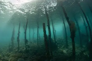 Jetties: Jetty view - View of pylons under jetty - Sawanderek