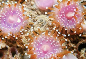 David Nance: Jewel Anemone