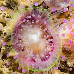 Corynactis: Jewel Anemone (Corynactis viridis), Around the Island