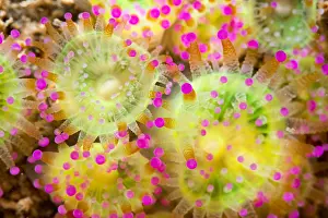 Corynactis: Jewel Anemone (Corynactis viridis), Around the Island