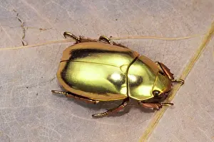 Pascal Goetgheluck: Jewel Beetle
