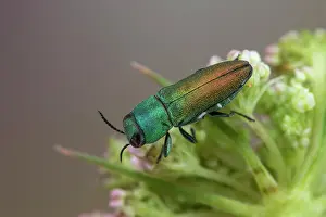 Luster: Jewel beetle (Anthaxia cichorii), Soria, Spain
