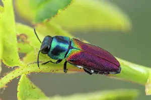 Luster: Jewel Beetle (Anthaxia ignipennis), Vence pass