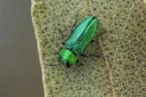 Hautes: Jewel beetle (Anthaxia nitidula) male on leaf, Cayolle