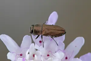 Metallic: Jewel beetle (Anthaxia umbellatarum) on flower