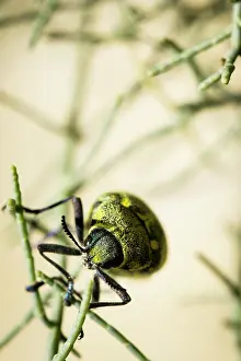 Metallic: Jewel beetle (Julodis aequinoctialis) - Amtoudi