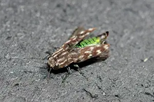 Showing: Jewel Beetle - showing bright iridescent green abdomen
