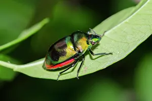 Shield: Jewel Bug on leaf - West Bali National Park, near Menjangan