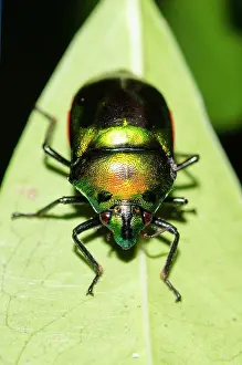 Shield: Jewel Bug on leaf - West Bali National Park, near Menjangan