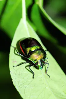 Shield: Jewel Bug on leaf - West Bali National Park, near Menjangan