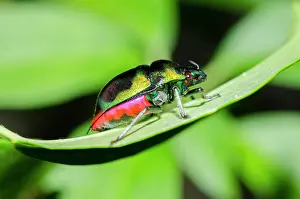 Shield: Jewel Bug on leaf - West Bali National Park, near Menjangan