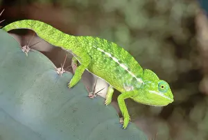 Lateralis: Jewel Chameleon