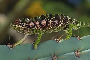 Thorns: Jewel Chameleon