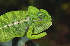 Lateralis: Jewel Chameleon