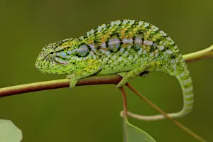 Adaption: Jewel chameleon (Furcifer lateralis) on plant, in