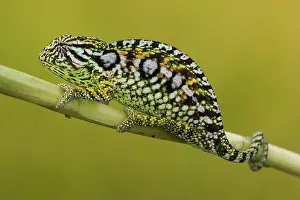 Adaption: Jewel chameleon (Furcifer lateralis) on plant stem
