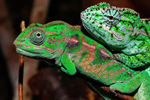 Lateralis: Two Jewel chameleons (Furcifer lateralis), male