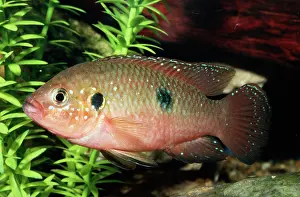 Cichlids: Jewel Cichlid