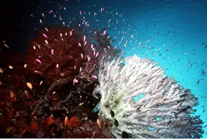 Anthias: JEWEL FISH / Anthias