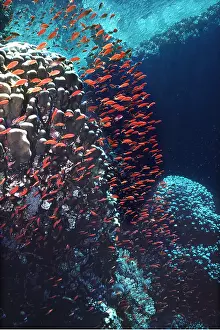 Anthias: JEWEL FISH / Anthias SCENE