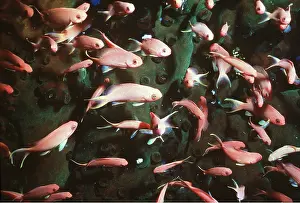 Anthias: Jewel Fish / Anthias - shoal