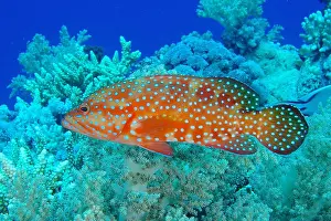 Johns: Jewel grouper (Cephalopholis oligosticta), St. Johns