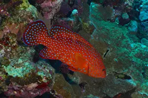 Cephalopholis: Jewel Grouper (Cephalopholis oligosticta), Dive