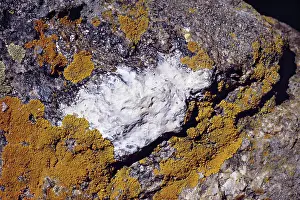 Pika: Jewel Lichen