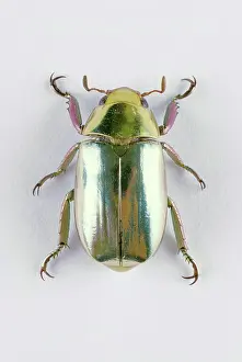 Scarabaeidae: Jewel Scarab