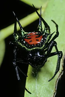 Spiny: Jewel Spider