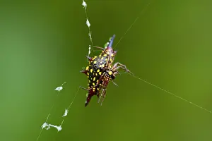 Spinning: Jewel Spider - in the act of weaving and repairing