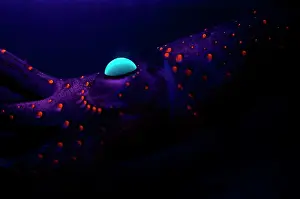 Squid: Jewel Squid (Histioteuthis eltaninae), Kerguelen