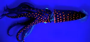 Squid: Jewel Squid (Histioteuthis eltaninae), Kerguelen
